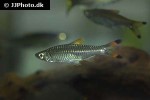 rasbora caudimaculata rasbora caudimaculata