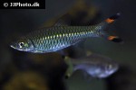 rasbora caudimaculata rasbora caudimaculata