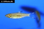 rasbora caudimaculata rasbora caudimaculata