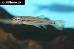 rasbora cephalotaenia rasbora cephalotaenia