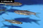 rasbora cephalotaenia rasbora cephalotaenia
