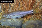 rasbora cephalotaenia rasbora cephalotaenia