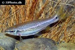 rasbora cephalotaenia rasbora cephalotaenia
