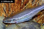 rasbora cephalotaenia rasbora cephalotaenia