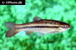 rasbora dandia rasbora dandia