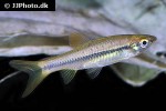 rasbora dandia rasbora dandia