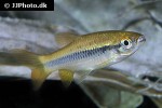 rasbora dandia rasbora dandia