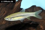 rasbora dandia rasbora dandia