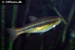 rasbora dandia rasbora dandia