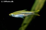 rasbora daniconius rasbora daniconius