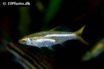 rasbora daniconius rasbora daniconius
