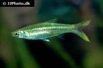 rasbora daniconius rasbora daniconius