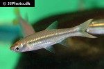 rasbora dusonensis rasbora dusonensis
