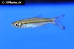 rasbora dusonensis rasbora dusonensis