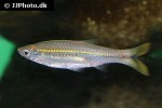 rasbora dusonensis rasbora dusonensis