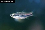 rasbora einthovenii rasbora einthovenii