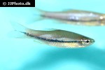 rasbora einthovenii rasbora einthovenii
