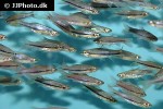rasbora einthovenii rasbora einthovenii