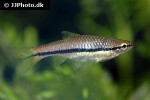 rasbora einthovenii rasbora einthovenii