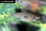 rasbora elegans rasbora elegans