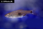 rasbora elegans rasbora elegans