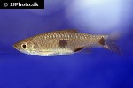 rasbora elegans rasbora elegans