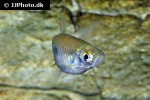 rasbora elegans rasbora elegans