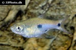 rasbora elegans rasbora elegans