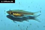 rasbora ennealepis rasbora ennealepis