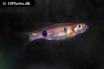 rasbora kalochroma rasbora kalochroma