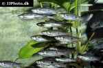 rasbora kalochroma rasbora kalochroma