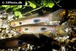 rasbora kalochroma rasbora kalochroma