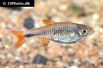 rasbora lacrimula rasbora lacrimula