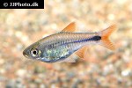 rasbora lacrimula rasbora lacrimula