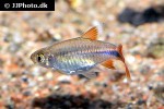 rasbora lacrimula rasbora lacrimula