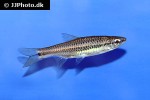 rasbora nilgherriensis rasbora nilgherriensis