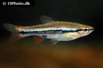 rasbora patrickyapi rasbora patrickyapi