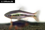 rasbora patrickyapi rasbora patrickyapi