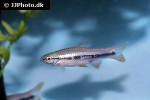 rasbora patrickyapi rasbora patrickyapi