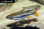 rasbora patrickyapi rasbora patrickyapi