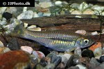 rasbora paucisqualis rasbora paucisqualis
