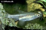 rasbora paucisqualis rasbora paucisqualis