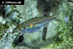 rasbora paucisqualis rasbora paucisqualis
