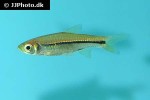 rasbora paviana rasbora paviana
