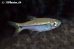 rasbora paviana rasbora paviana
