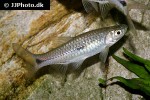 rasbora paviana rasbora paviana