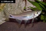 rasbora paviana rasbora paviana
