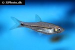 rasbora paviana rasbora paviana