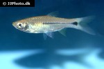 rasbora paviana rasbora paviana
