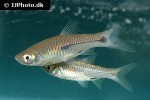 rasbora paviana rasbora paviana